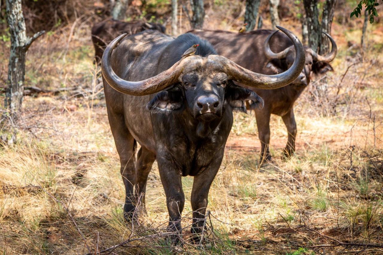 Nungu Game Lodge Lephalale Eksteriør billede