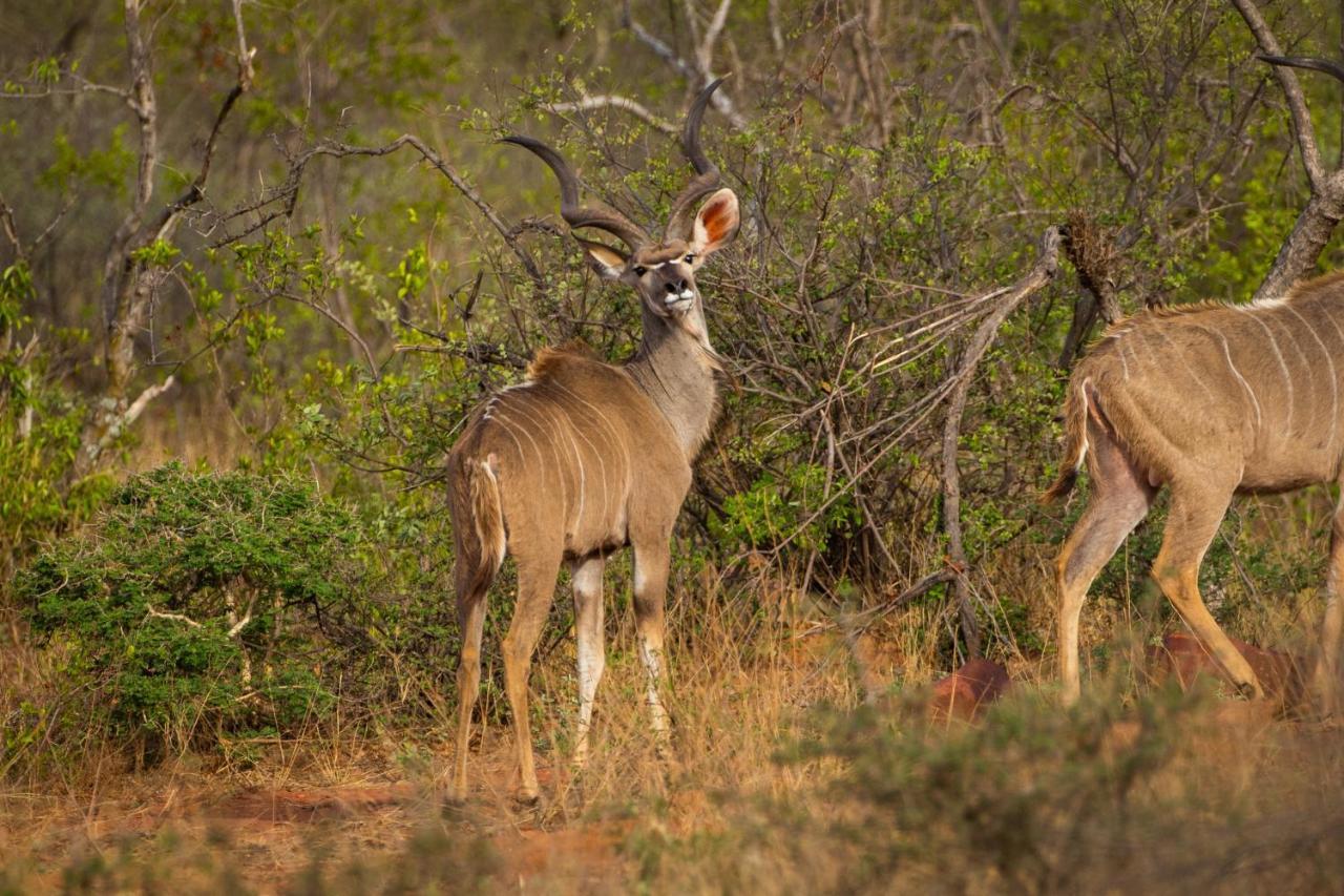 Nungu Game Lodge Lephalale Eksteriør billede
