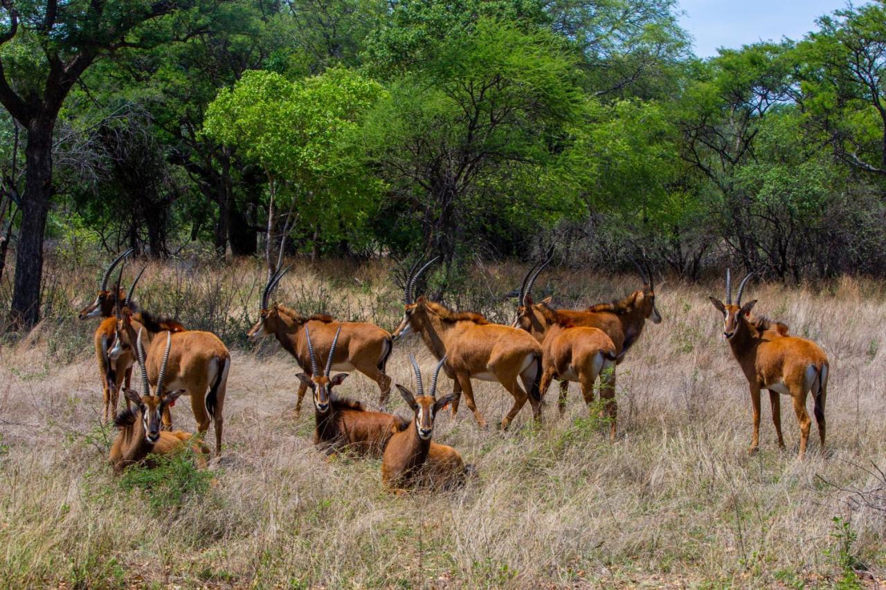 Nungu Game Lodge Lephalale Eksteriør billede