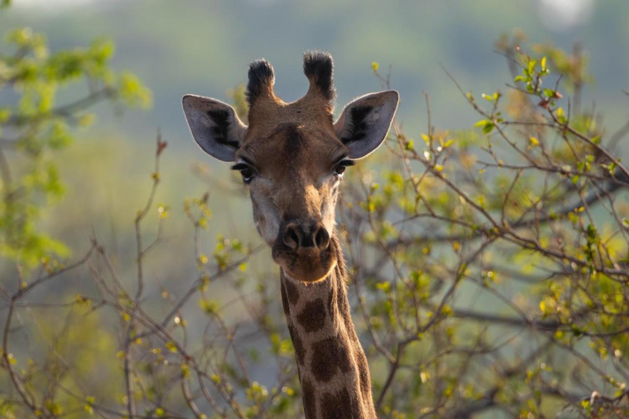 Nungu Game Lodge Lephalale Eksteriør billede
